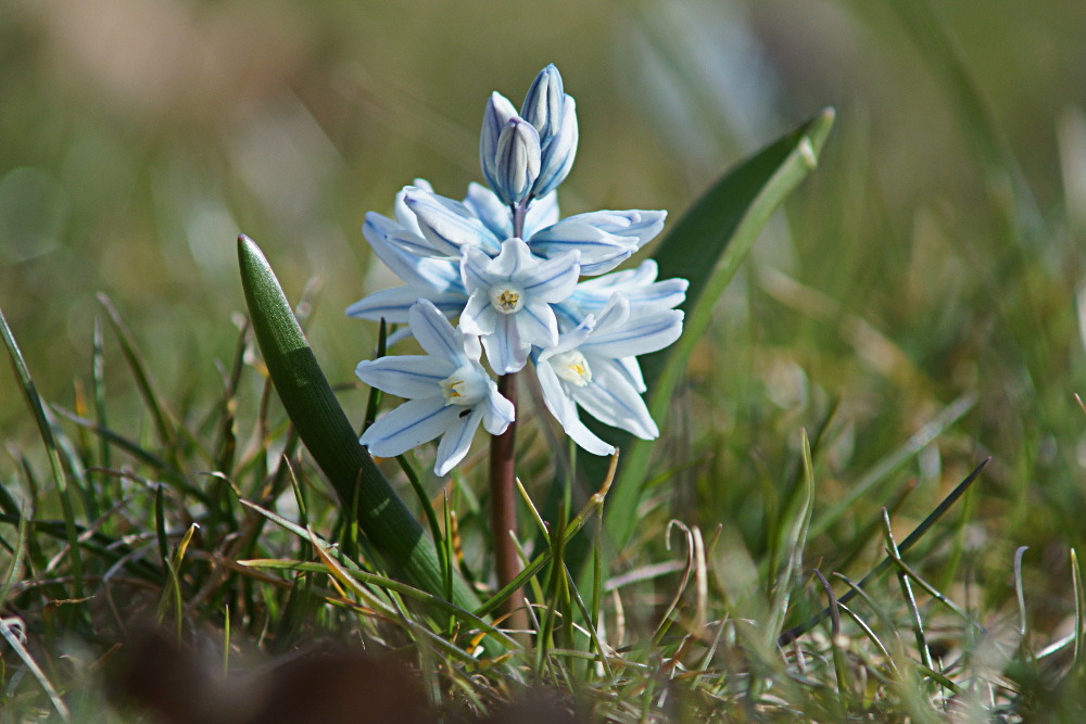 Ich will endlich Frühling für Alle!