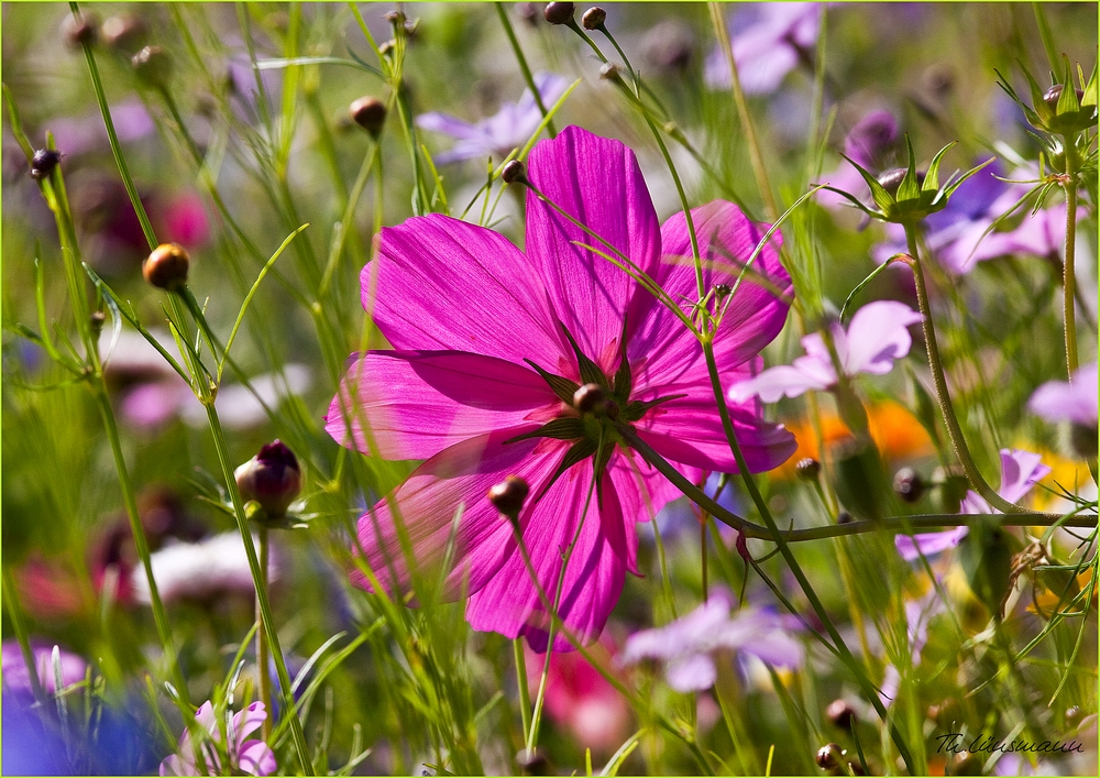 Ich will Frühling!