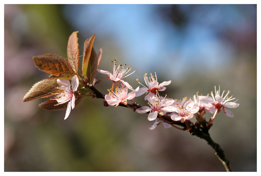 Ich will Frühling