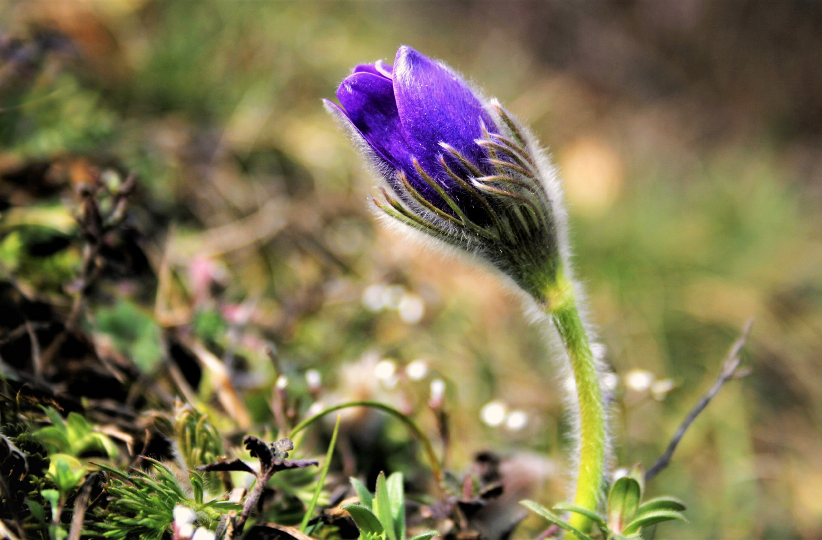 ich will frühling