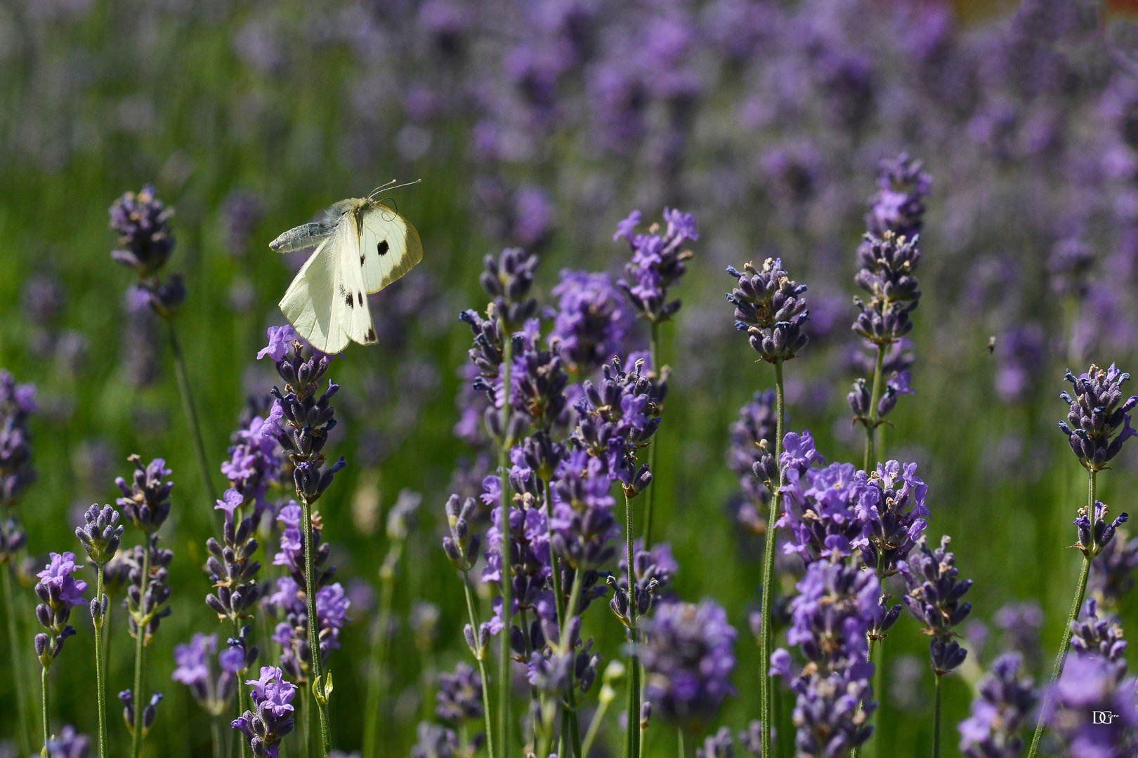 Ich will Frühling