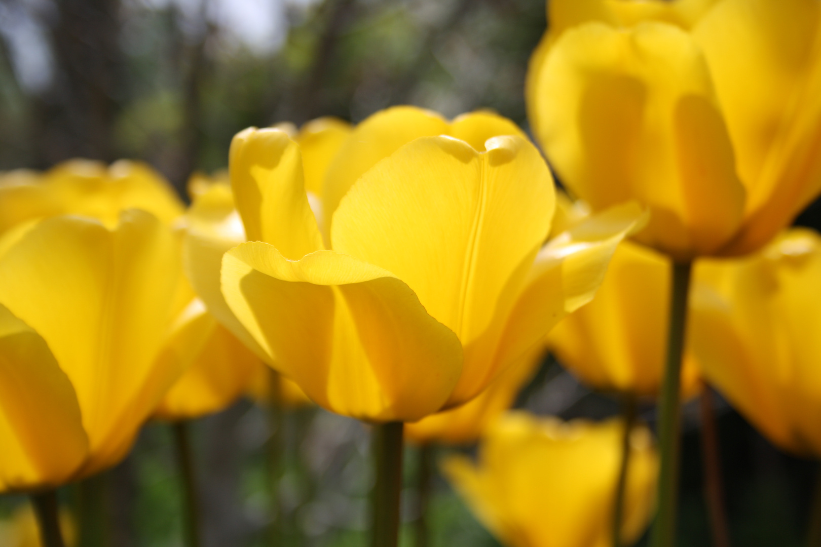 ich will Frühling!