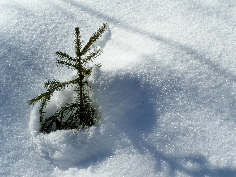 ... ich will Frühling ...