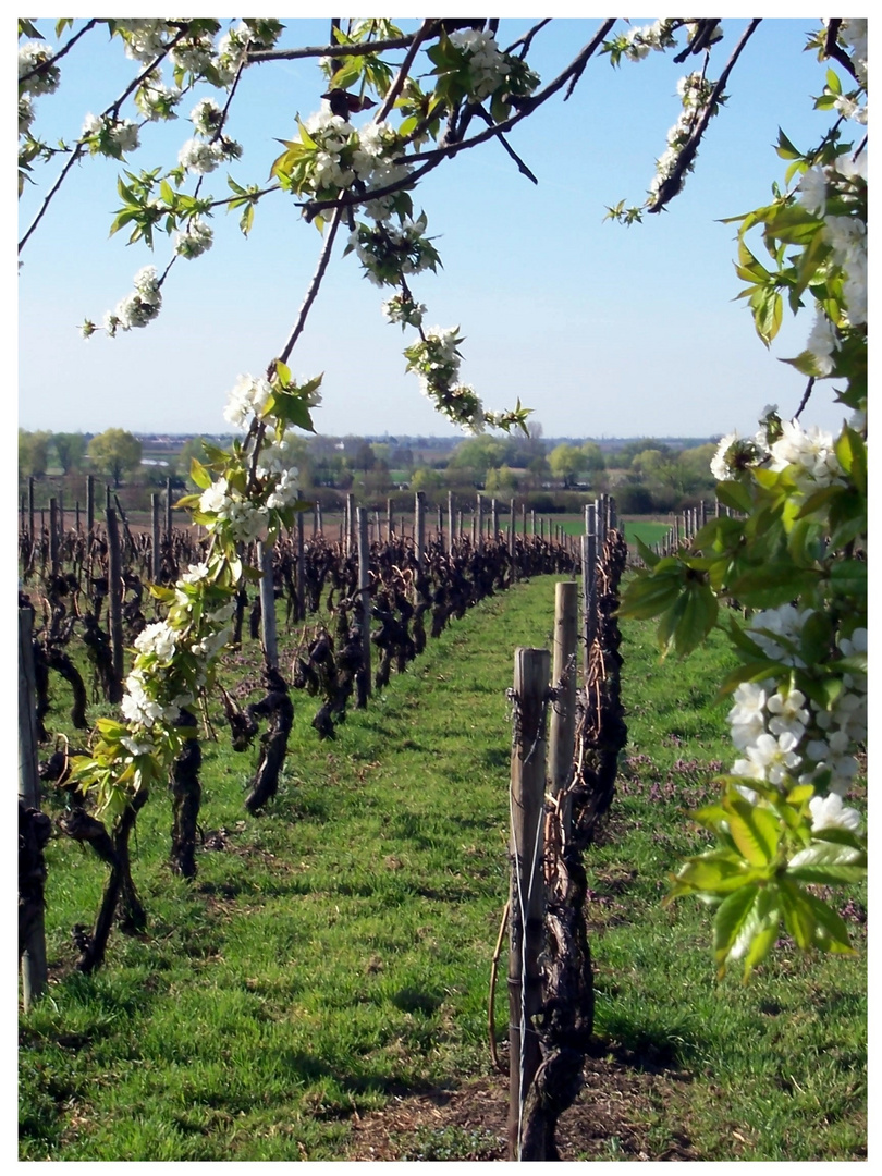 Ich will FRÜÜÜÜÜHLING !!!!!