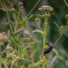 Ich will ganz nach oben, die Blüte sieht lecker aus.