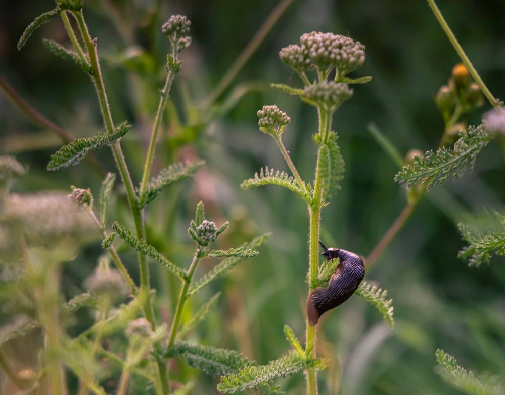 Ich will ganz nach oben, die Blüte sieht lecker aus.