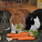 "Ich will ja nicht meckern, aber würdest Du BITTE deine Füße aus unserem Essen nehmen, Du Ferkel!"