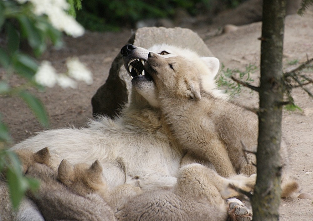 Ich will jetzt schmusen!