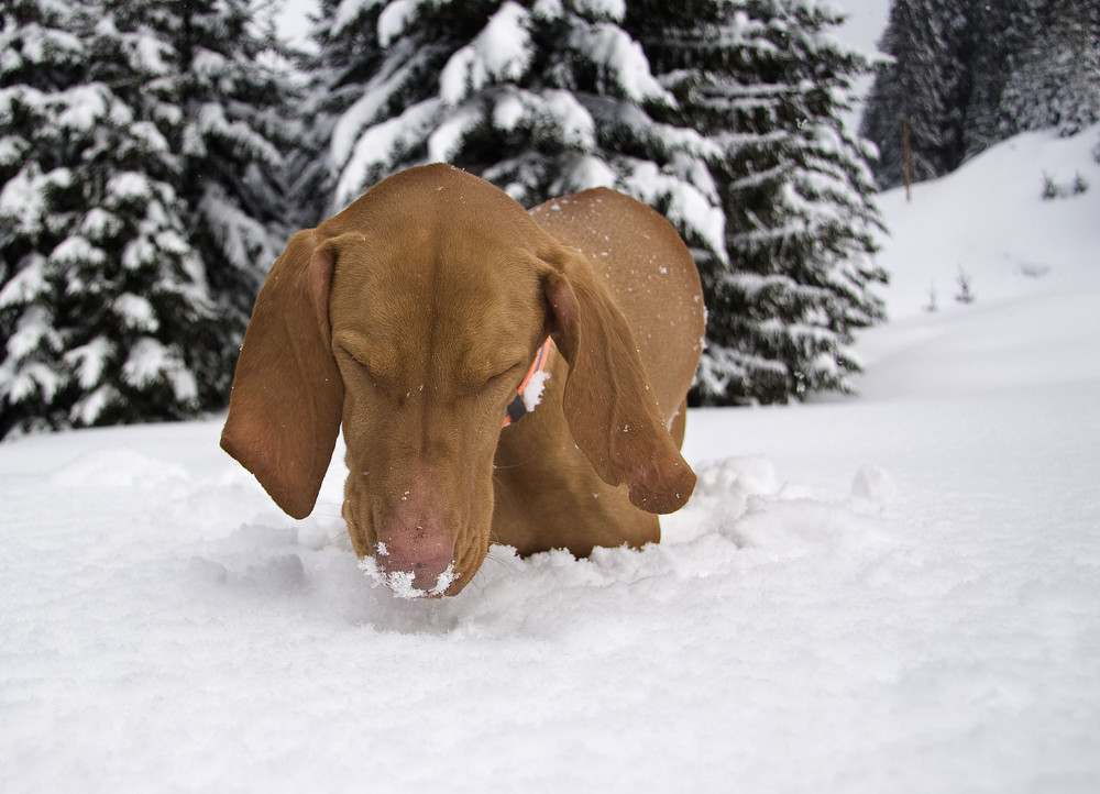 ich will keinen schnee mehr sehen