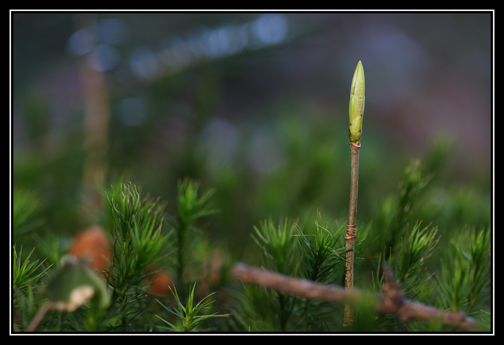 Ich will mal der Größte im Wald werden.