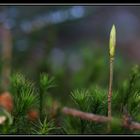 Ich will mal der Größte im Wald werden.