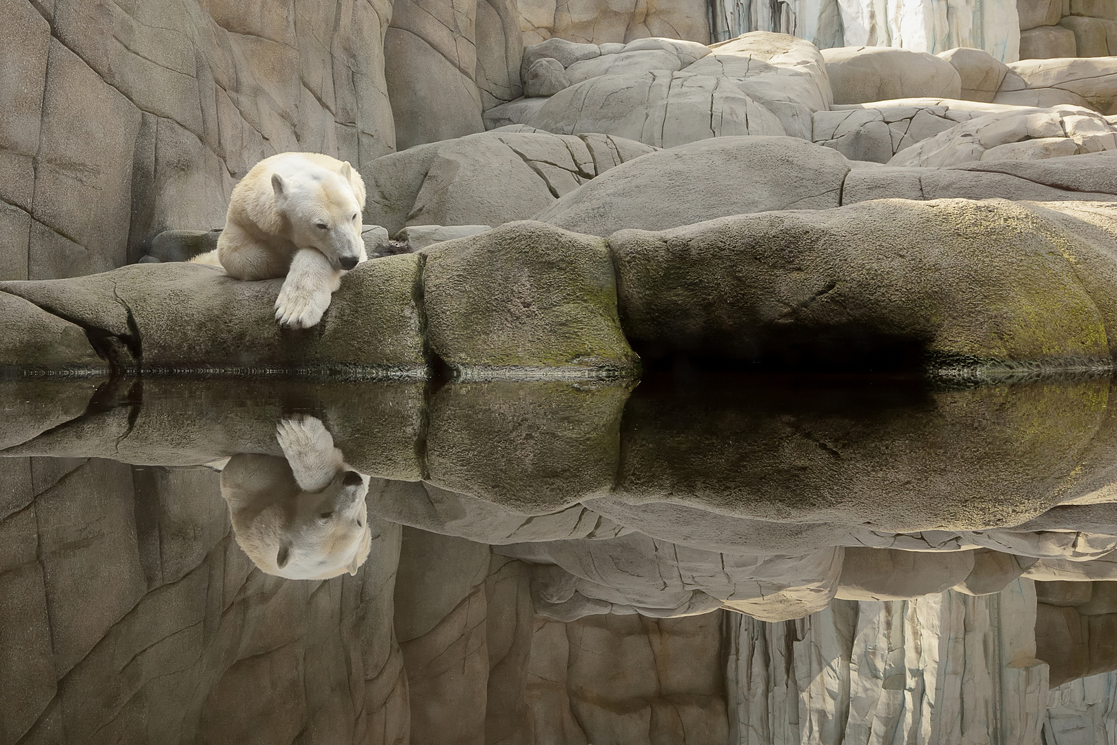 Ich Will Nach Hause Foto Bild Tiere Zoo Wildpark