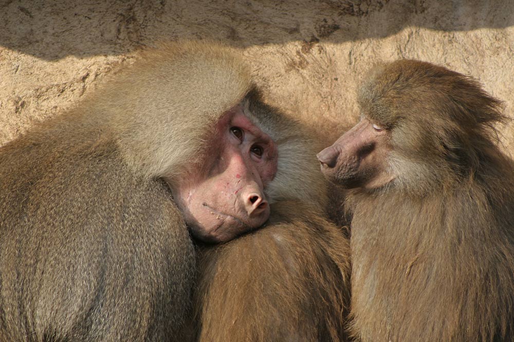 Ich Will Nach Hause Foto Bild Tiere Zoo Wildpark