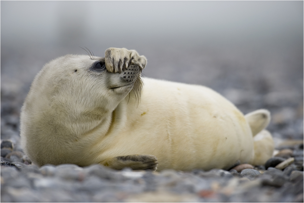 Ich will nicht... Foto & Bild | tiere, wildlife, säugetiere Bilder auf