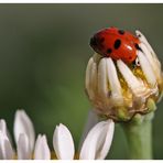 ich will nicht auf´s Foto...