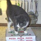Ich will PIZZA!!!