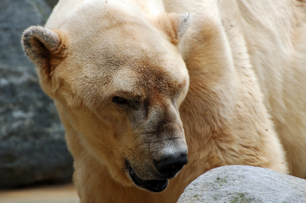 Ich will so gern ein Eisbär sein...