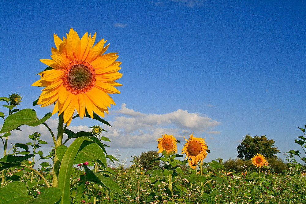 Ich will Sonne!!!