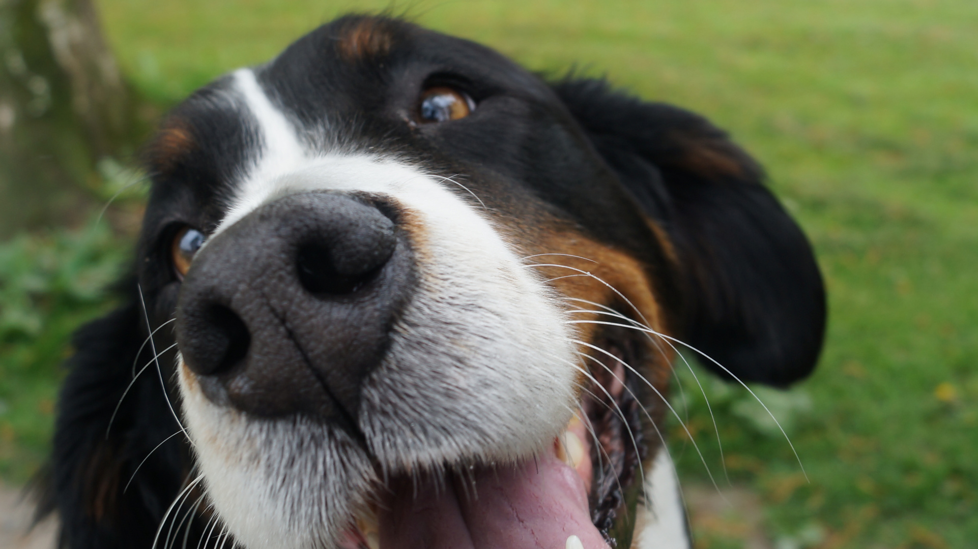 Ich will spielen ... (süßer Hund)