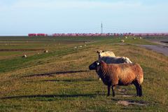 Ich will wieder an die Nordsee