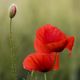 Mohn