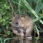 Ich wohne im Spreewald