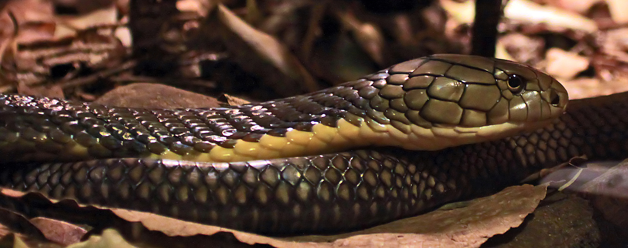 ich wohne in randers regnskov dem schönsten regenwaldzoo der welt