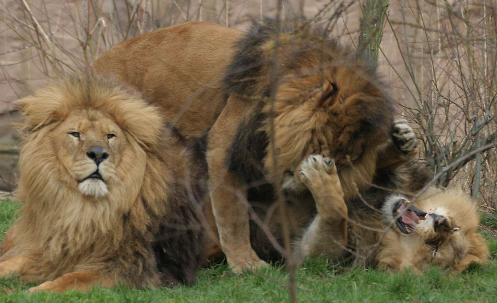 Schwule Tiere Schwule Tiere