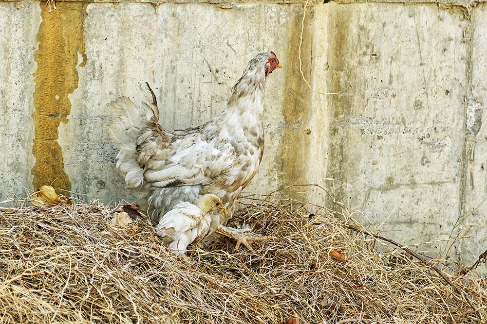 Ich wollt ich wär ein Huhn......