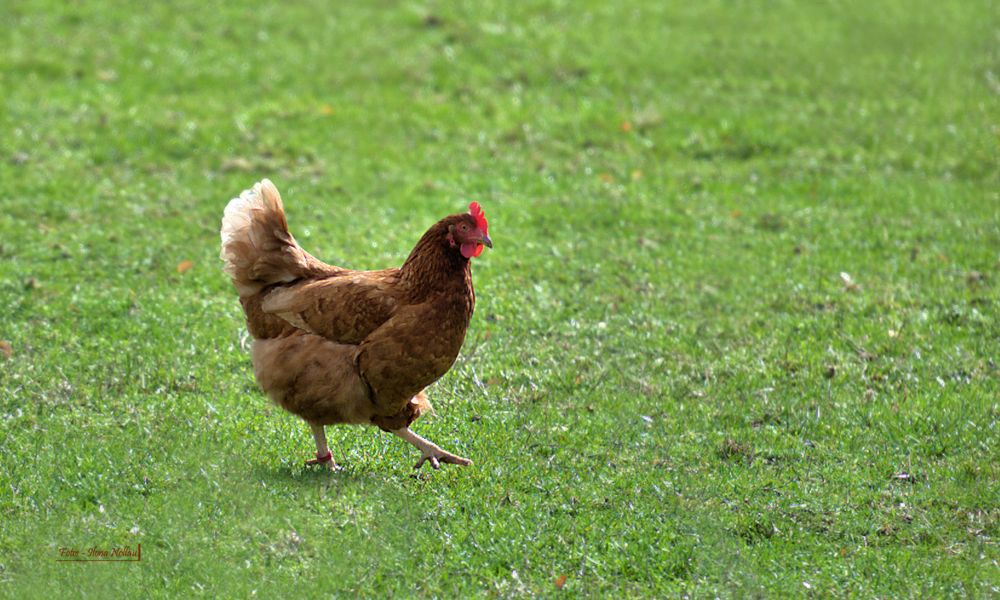 Ich wollt ich wär ein Huhn