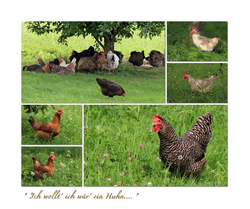 Ich wollt ich wär ein Huhn.... Foto & Bild makro Bilder auf