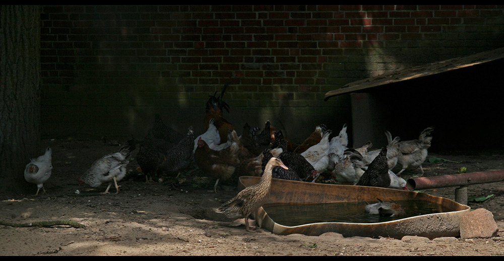 ich wollt' ich wär' ein Huhn