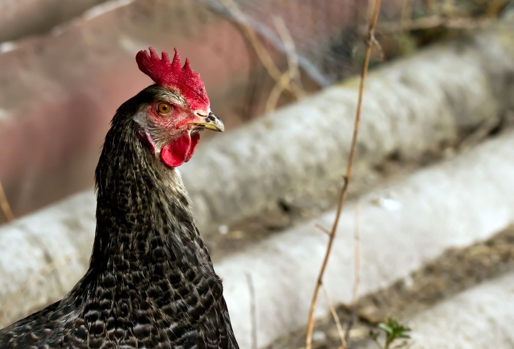 Ich wollt ich wär ein Huhn