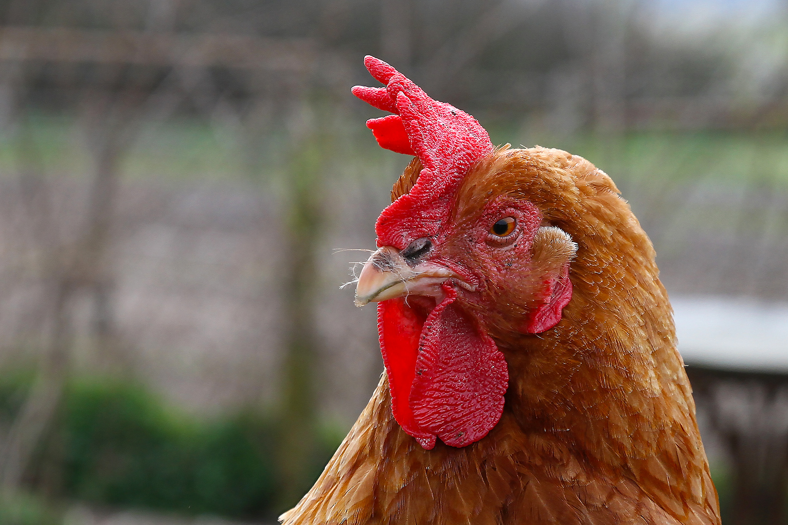 Ich woll´t ich wär ein Huhn...