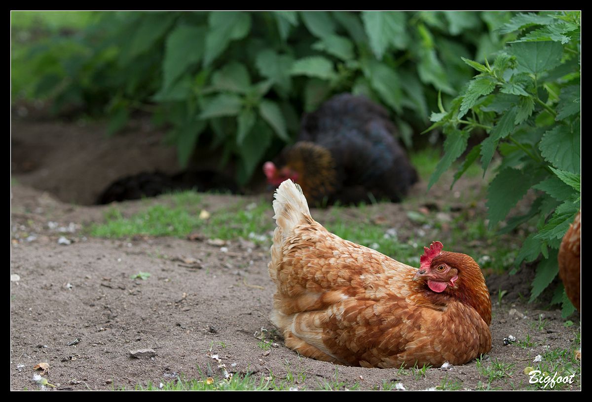 ich wollt ich wär ein Huhn...