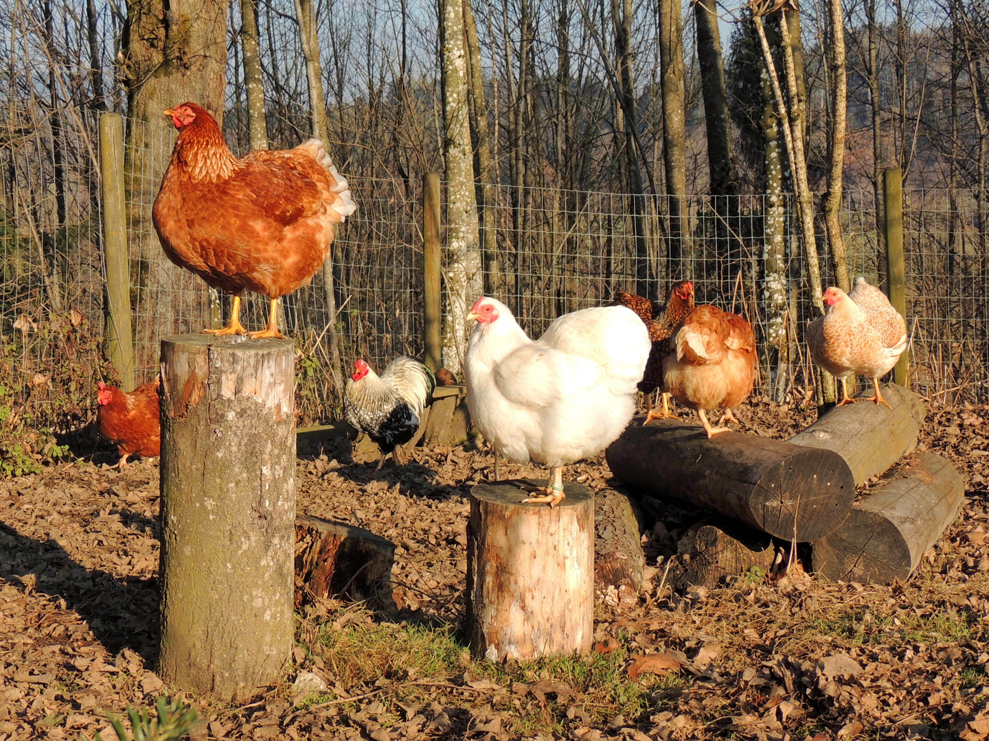 ich wollt ich wär ein Huhn...