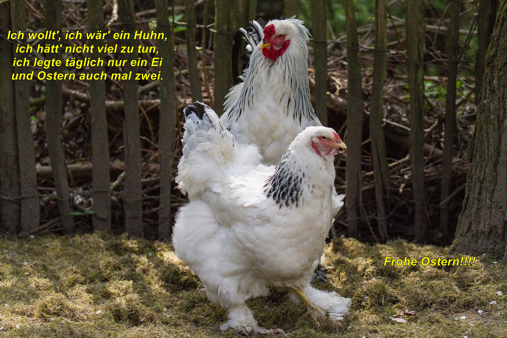 Ich wollt', ich wär' ein Huhn