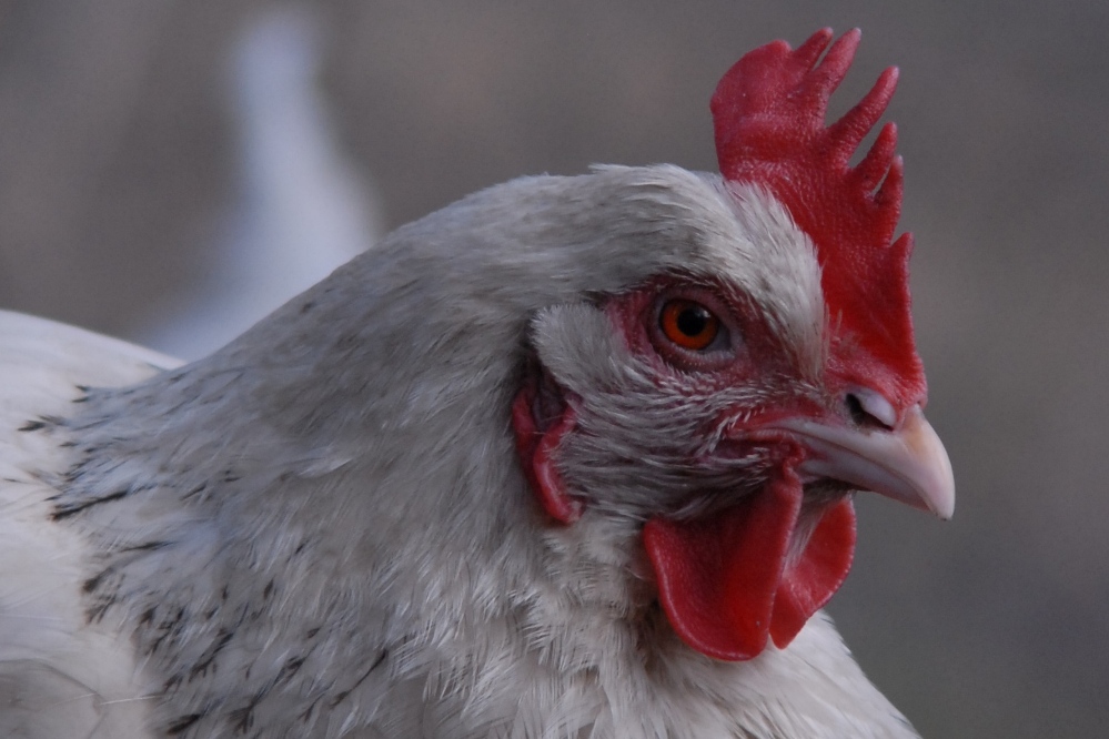 Ich wollt ich wär ein Huhn...