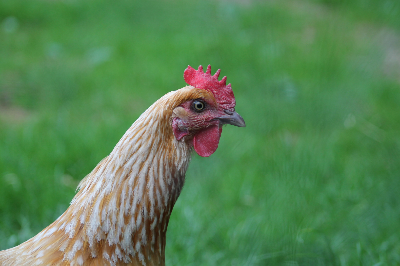 Ich wollt ich wär ein Huhn...