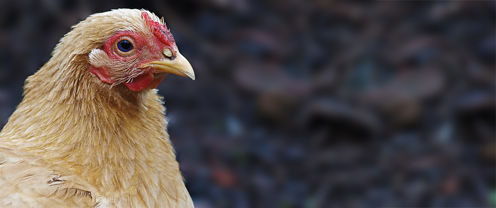 Ich wollt´ ich wär ein Huhn,...