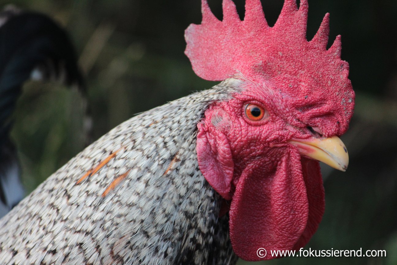 Ich wollt ich wär ein Huhn