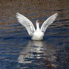 Ich wollt ich wär ein Schwan