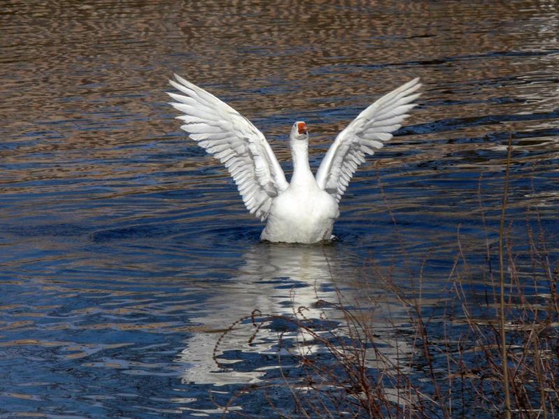 Ich wollt ich wär ein Schwan