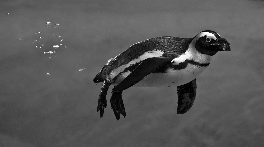 Ich wollt', ich wär' unten im Meer