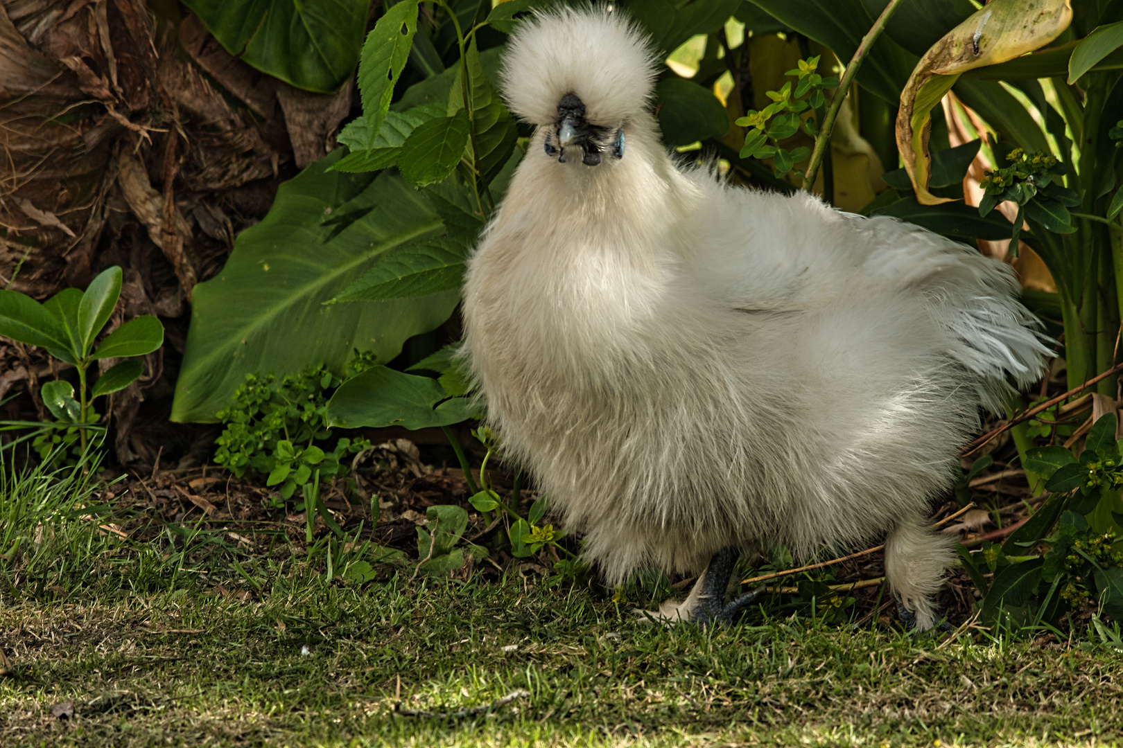 Ich wollt ich wäre ein Huhn.