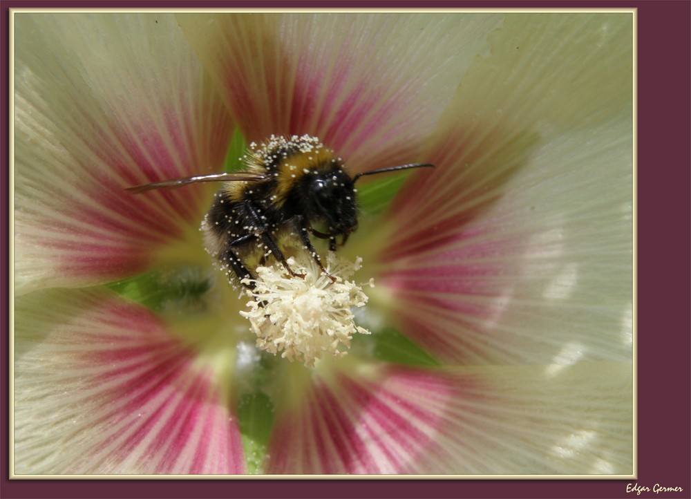 ich wollte auch eine Hummel fotographieren