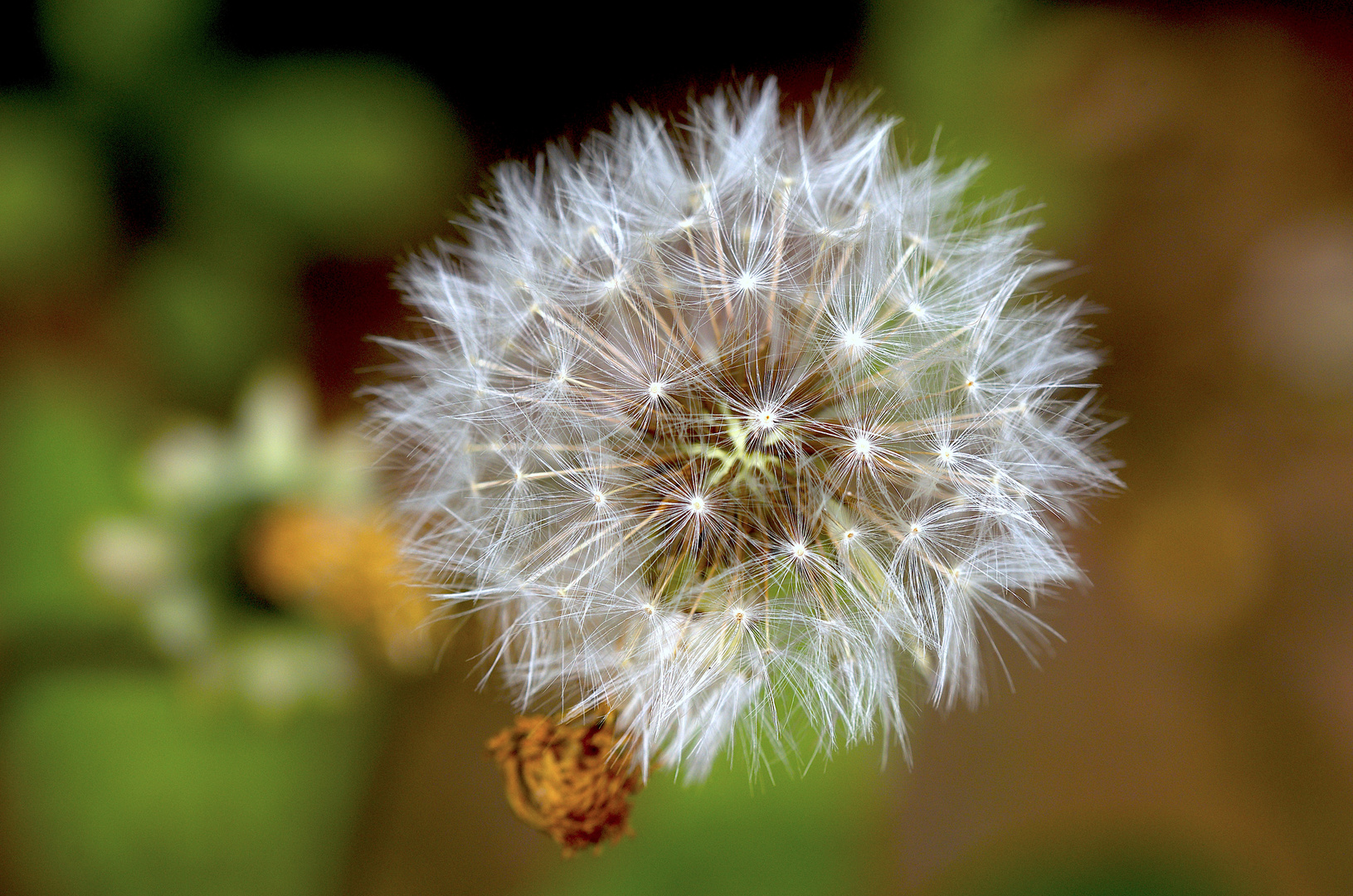 ich wollte auch mal eine "Hundeblume" zeigen