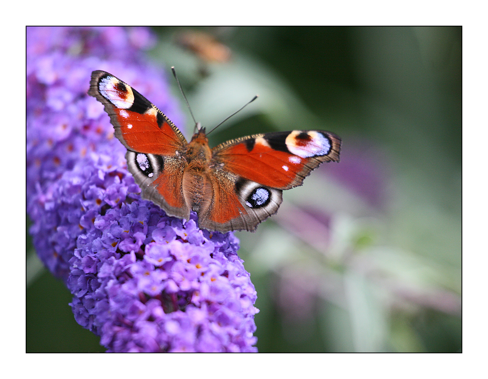 Ich wollte auch mal Schmetterlinge fotografieren