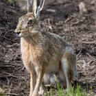 Ich wollte den kleinen Schmetterling (Ein Mauerfuchs)