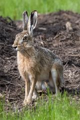 Ich wollte den kleinen Schmetterling (Ein Mauerfuchs)